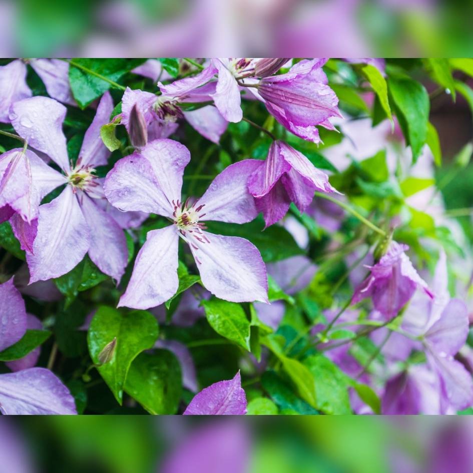 Clematis ‘Margaret Hunt’