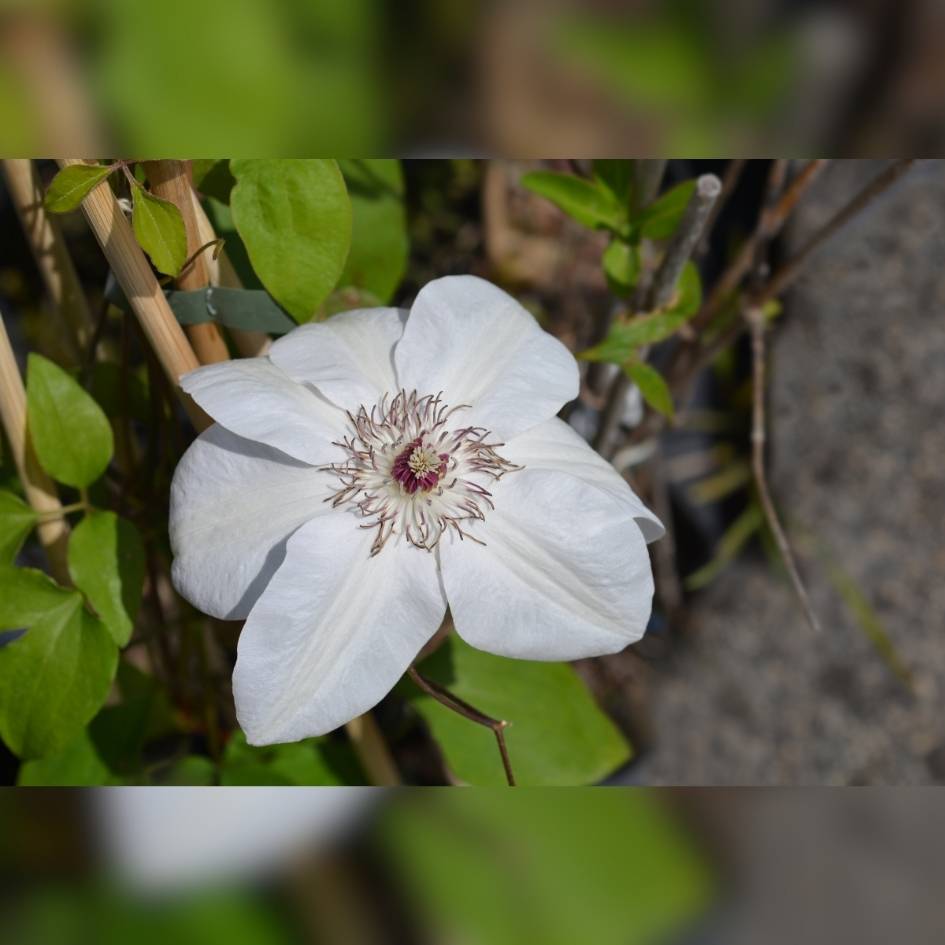 Clematis ‘Miss Bateman’