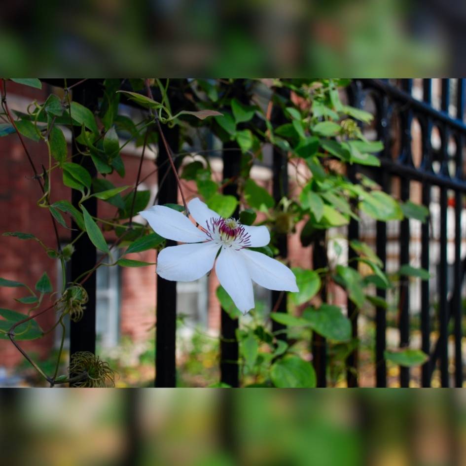 Clematis ‘Miss Bateman’