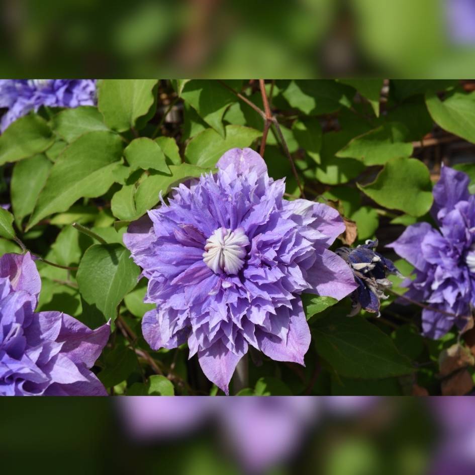 Clematis ‘Multi Blue’