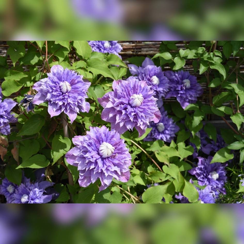 Clematis ‘Multi Blue’