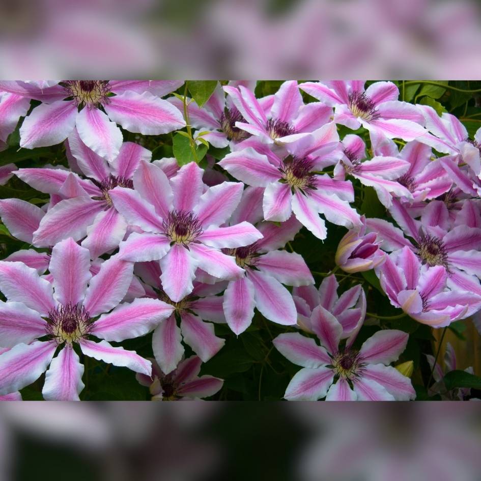 Clematis ‘Nelly Moser’