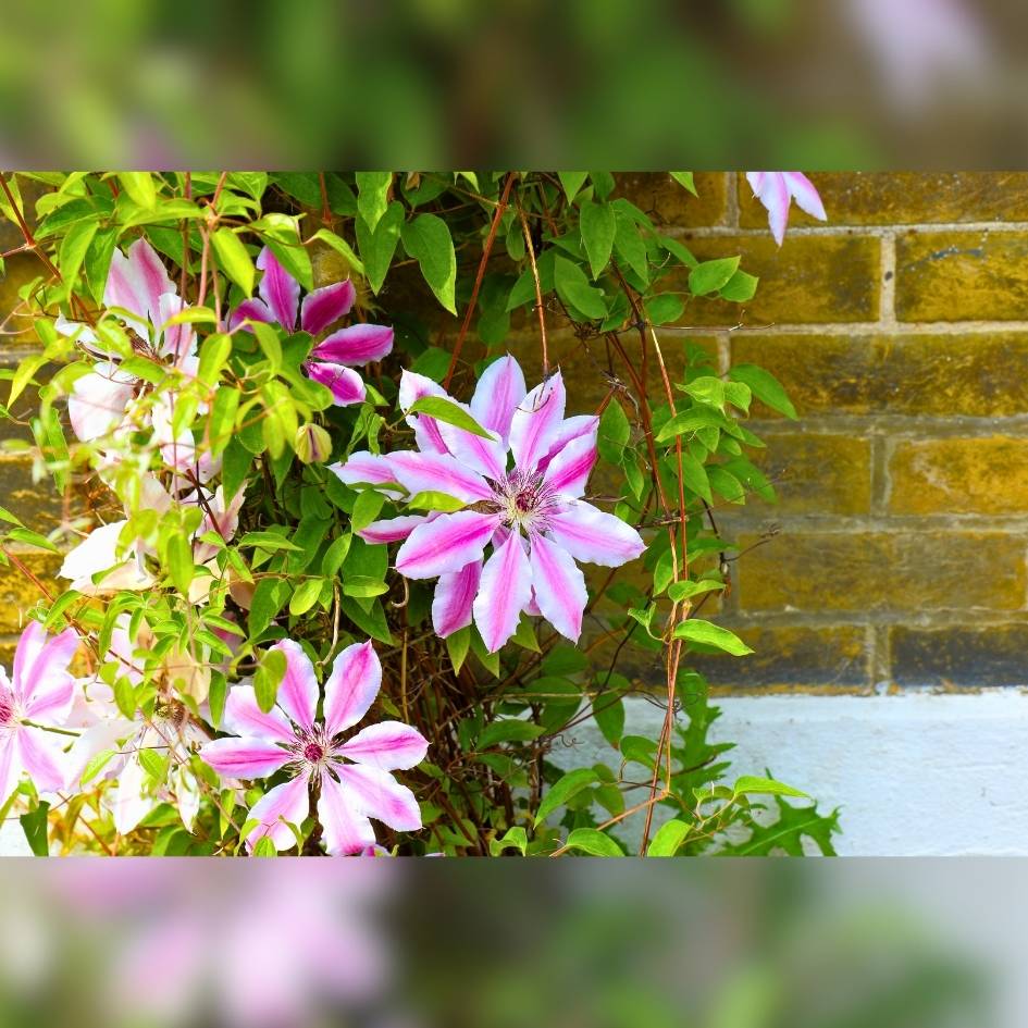 Clematis ‘Nelly Moser’