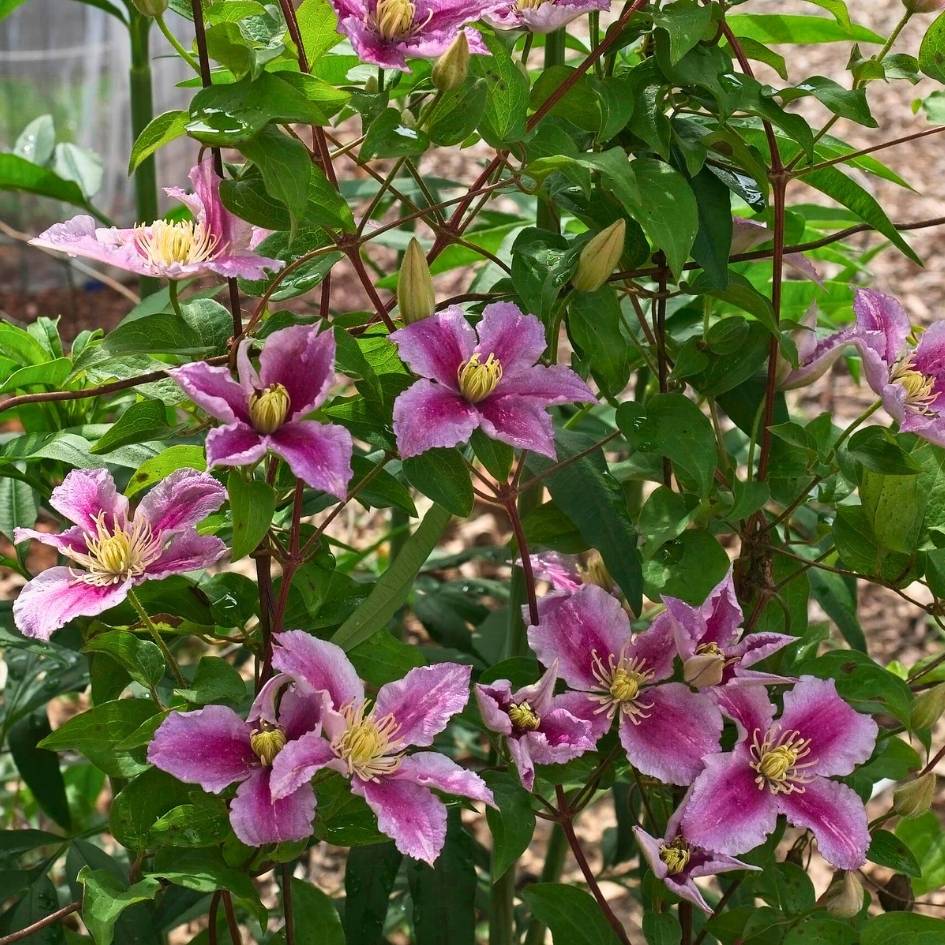 Clematis ‘Piilu’