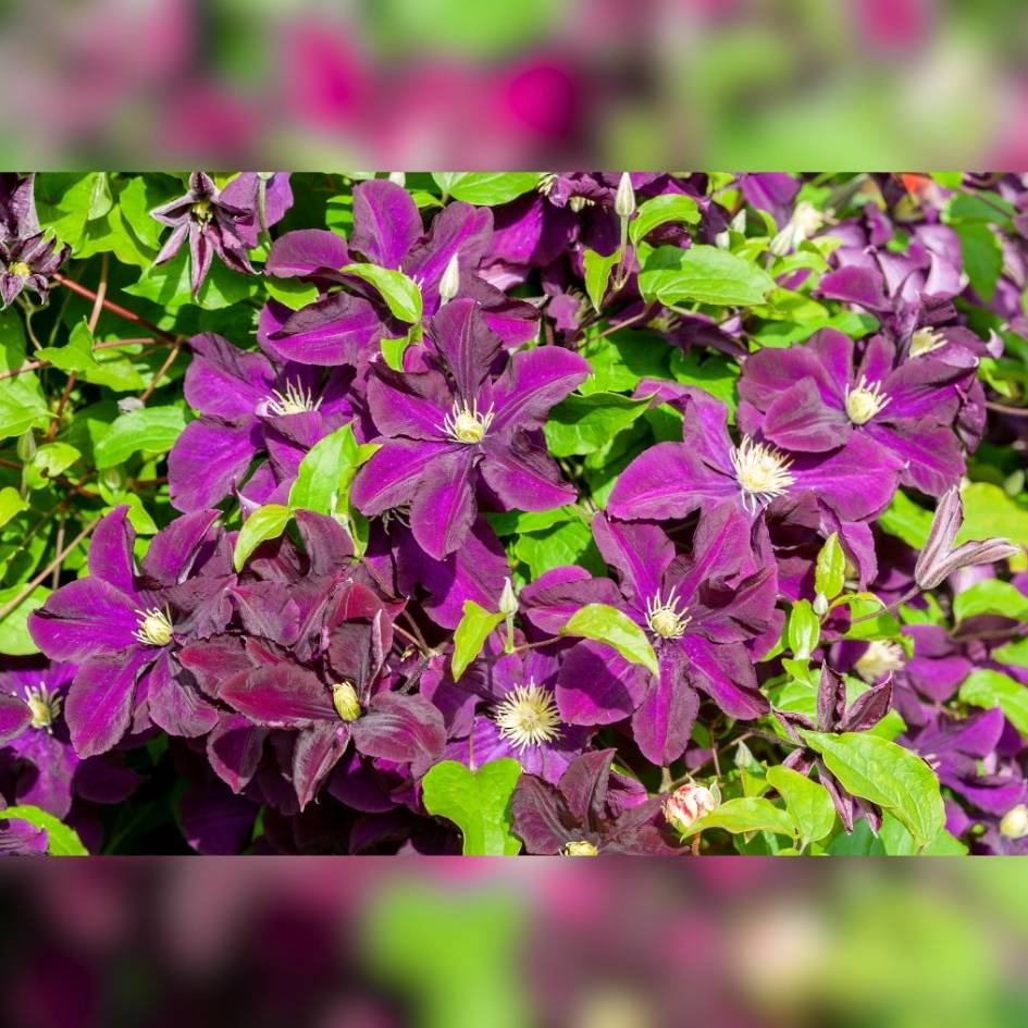 Clematis ‘Warszawska Nike’