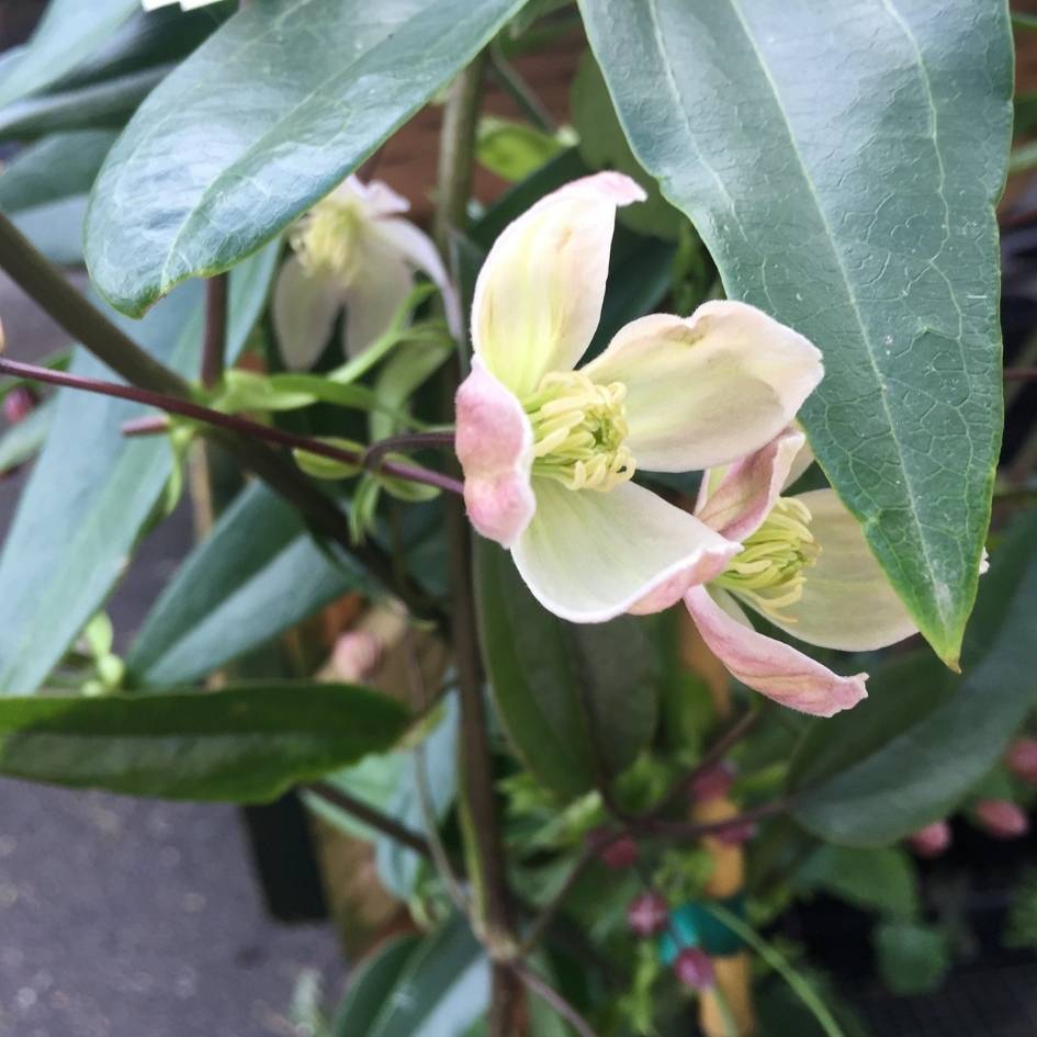 Clematis armandii ‘Apple Blossom’