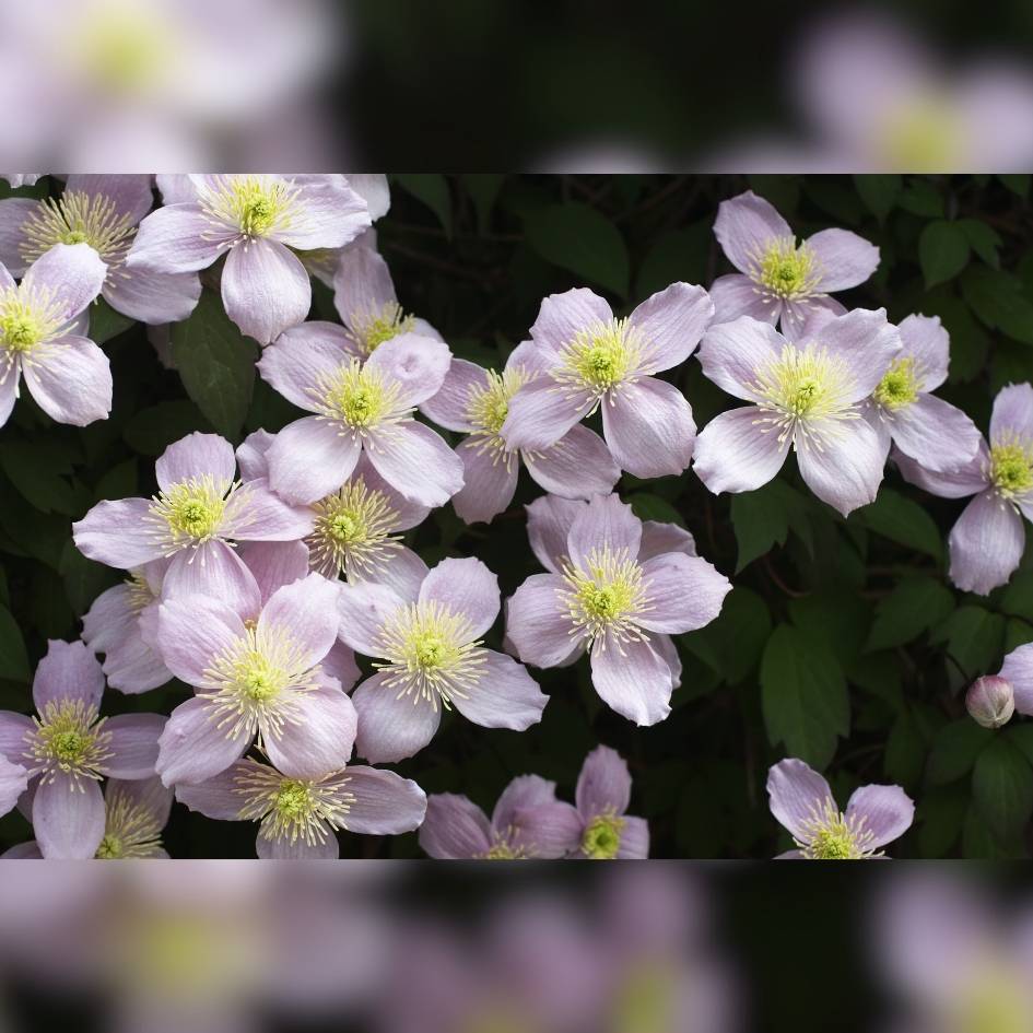 Clematis montana ‘Tetrarose’