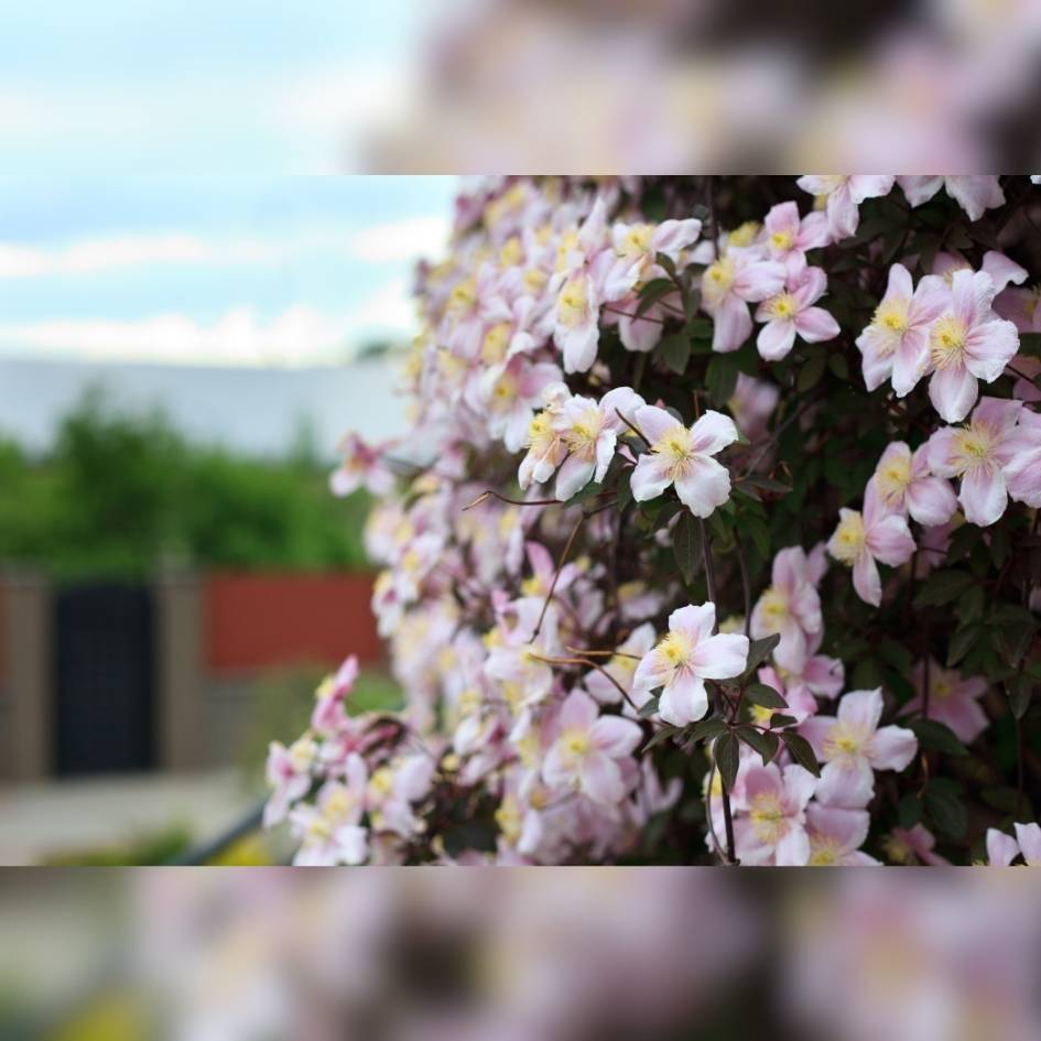 Clematis montana ‘Tetrarose’