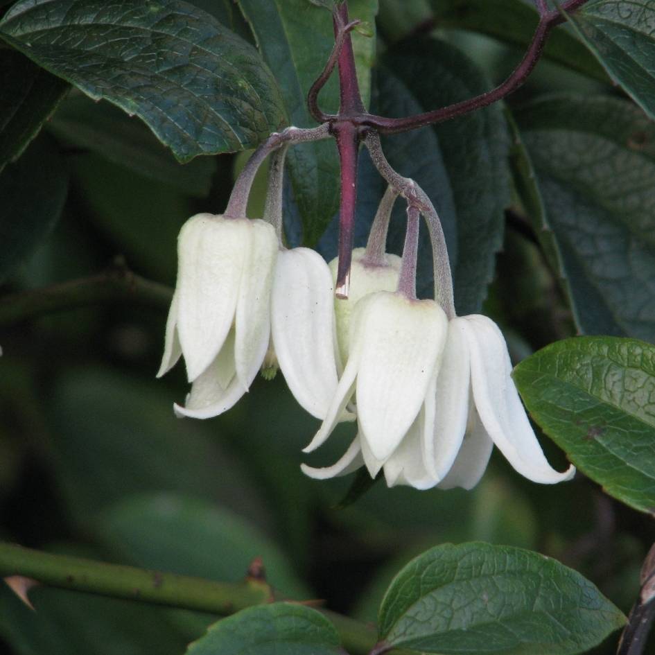 Clematis urophylla ‘Winter Beauty’