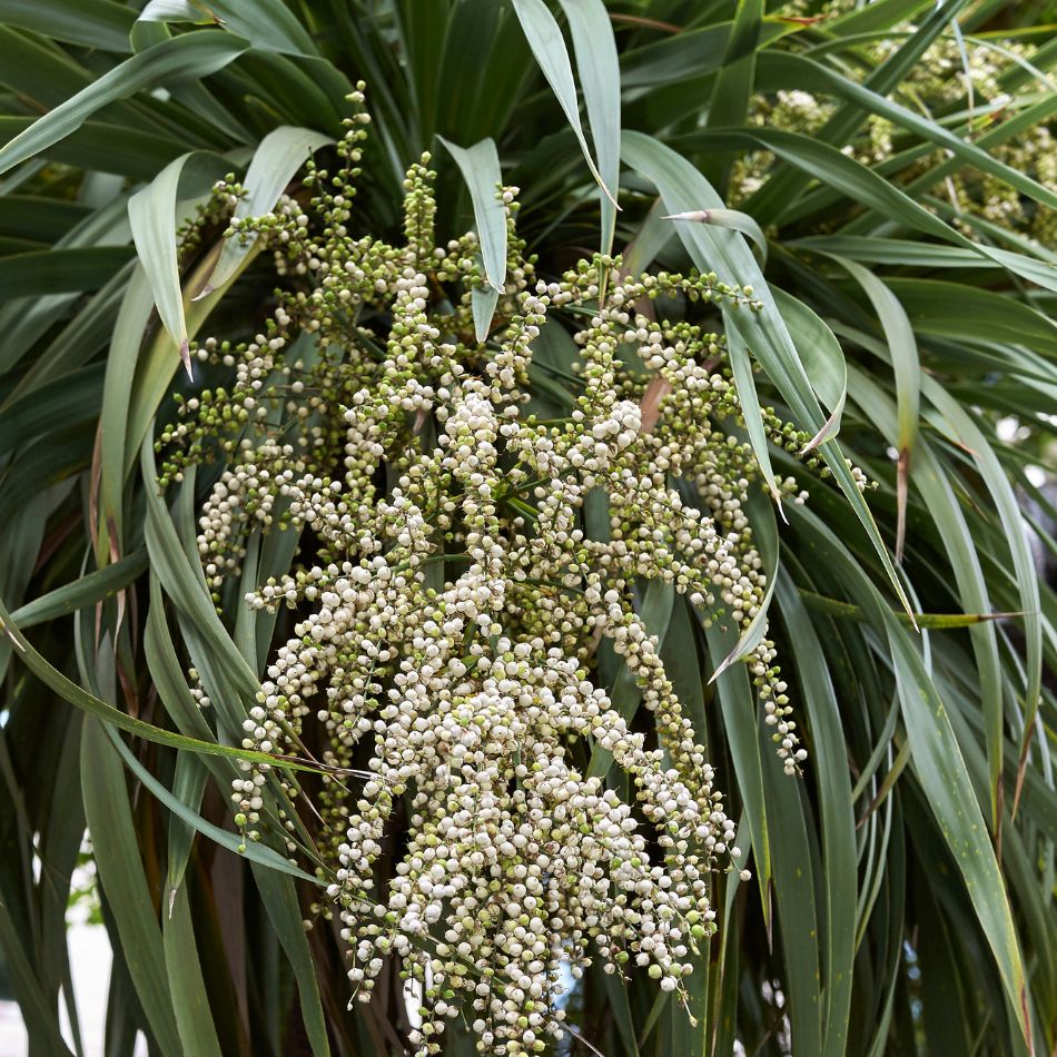 Cordyline australis
