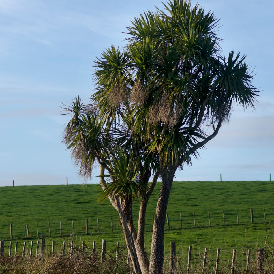 Cordyline australis