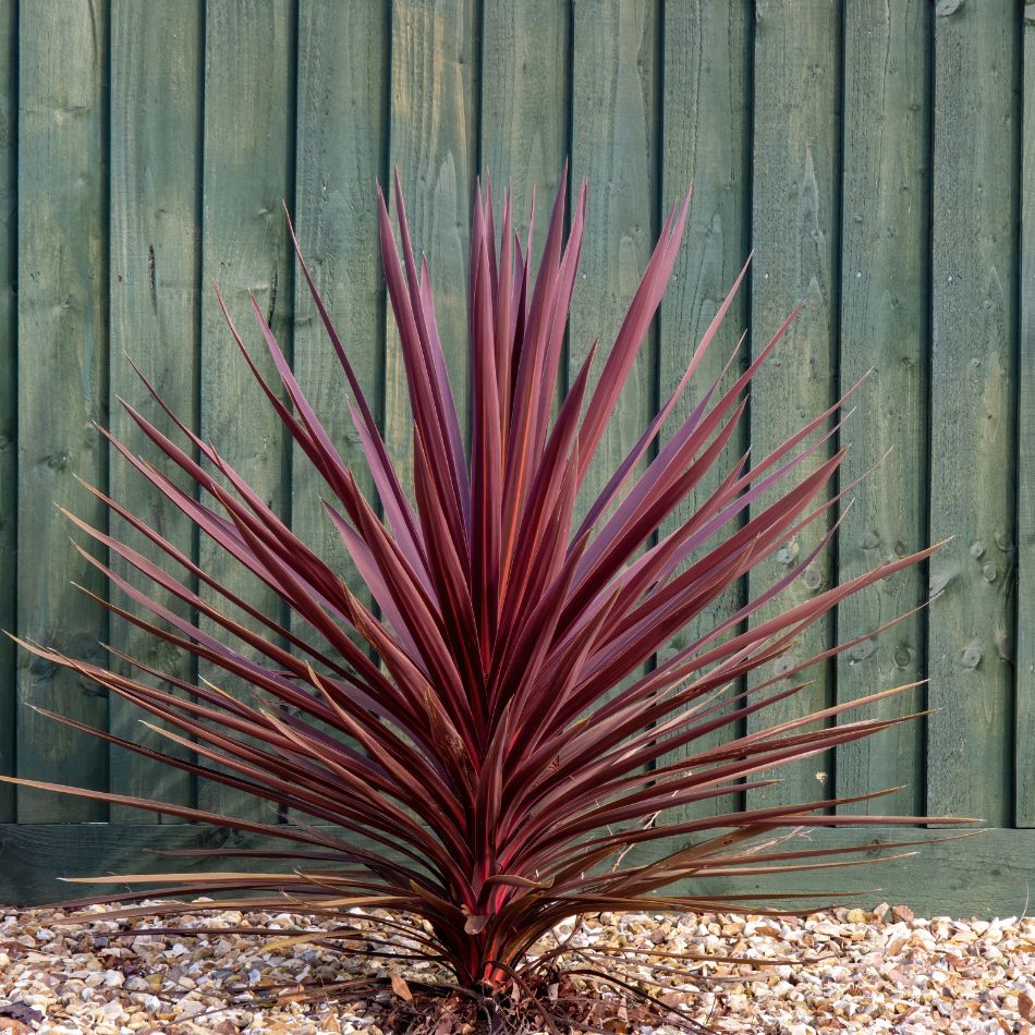 Cordyline australis ‘Red Star’