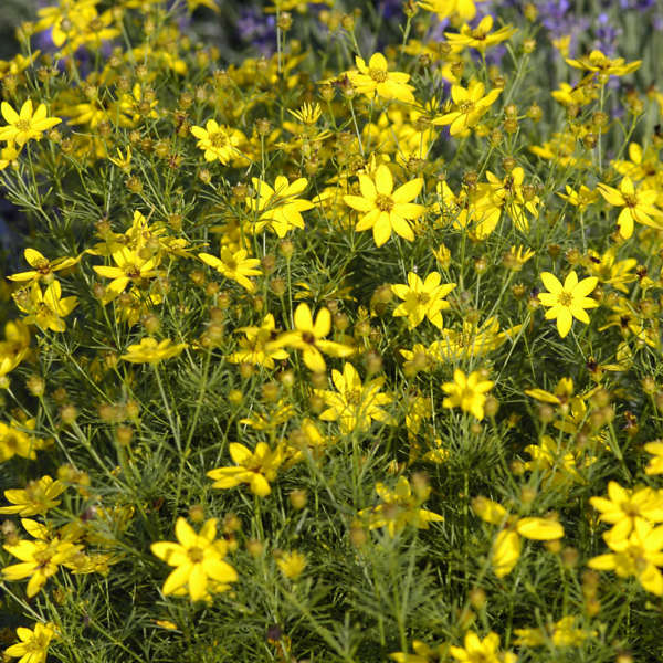 Coreopsis verticillata ‘Zagreb’