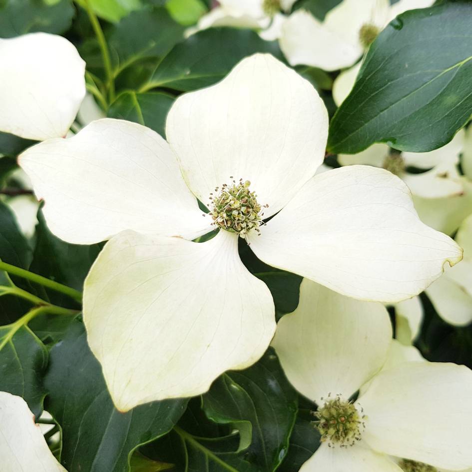 Cornus kousa ‘Flower Tower’