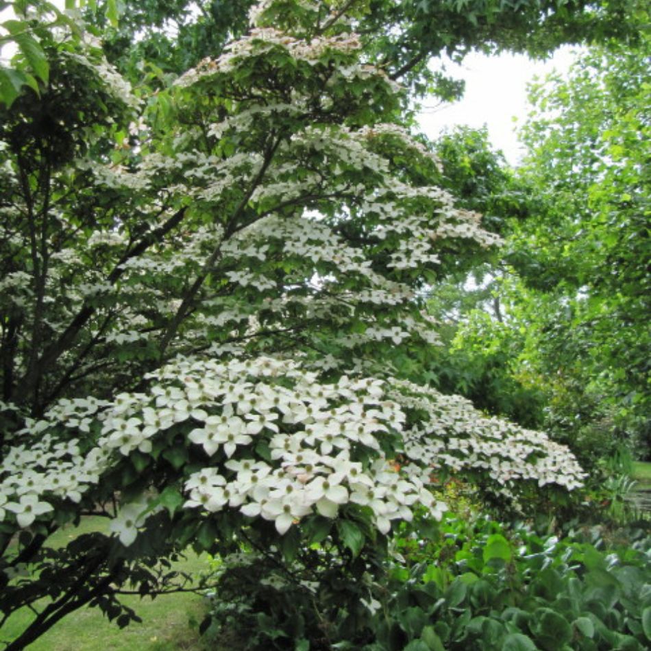 Cornus kousa ‘Teutonia’