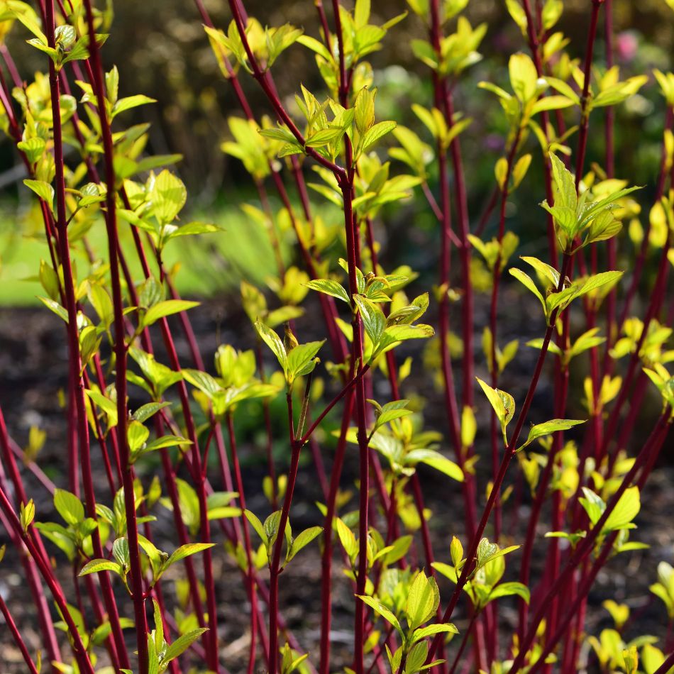Cornus alba ‘Sibirica’