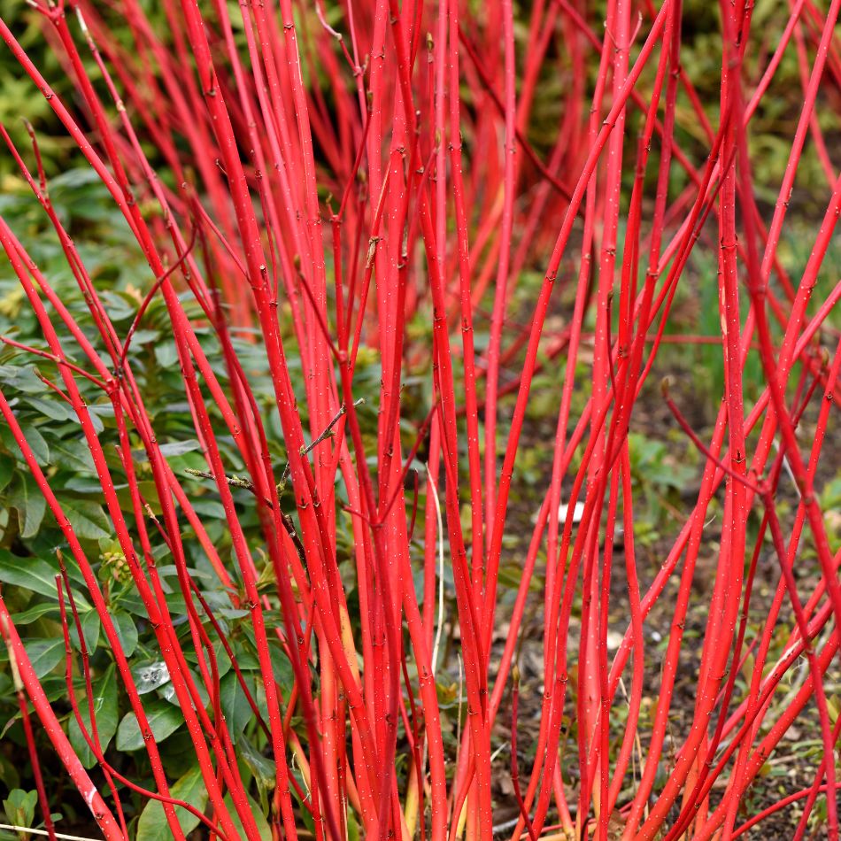 Cornus alba ‘Sibirica’