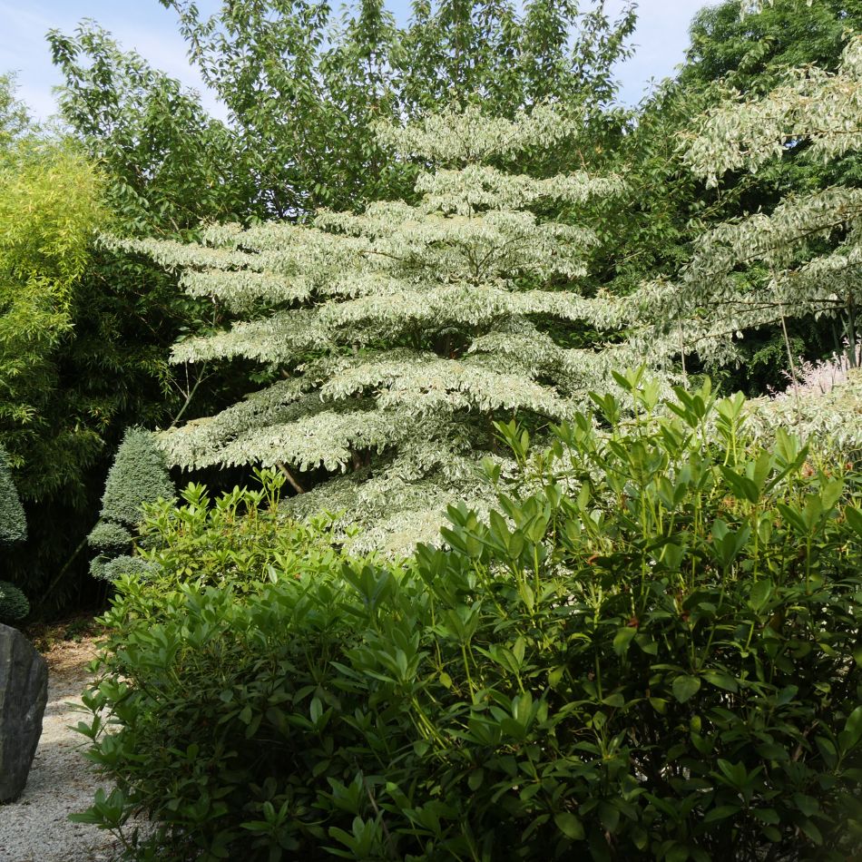 Cornus controversa ‘Variegata’