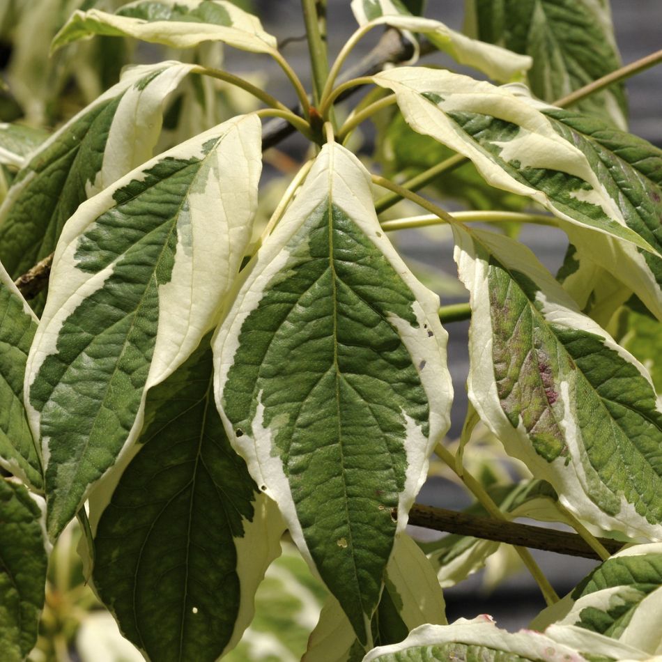Cornus controversa ‘Variegata’