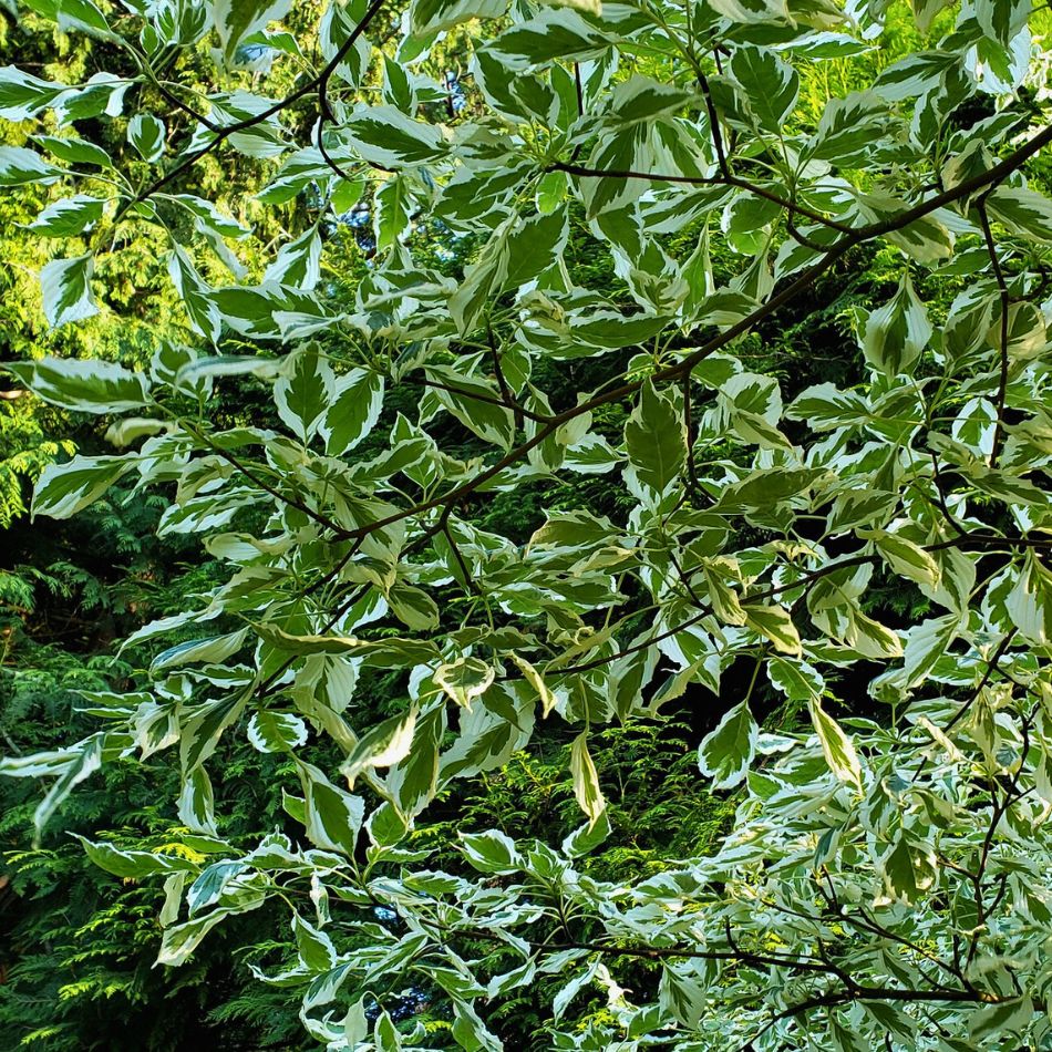 Cornus controversa ‘Variegata’