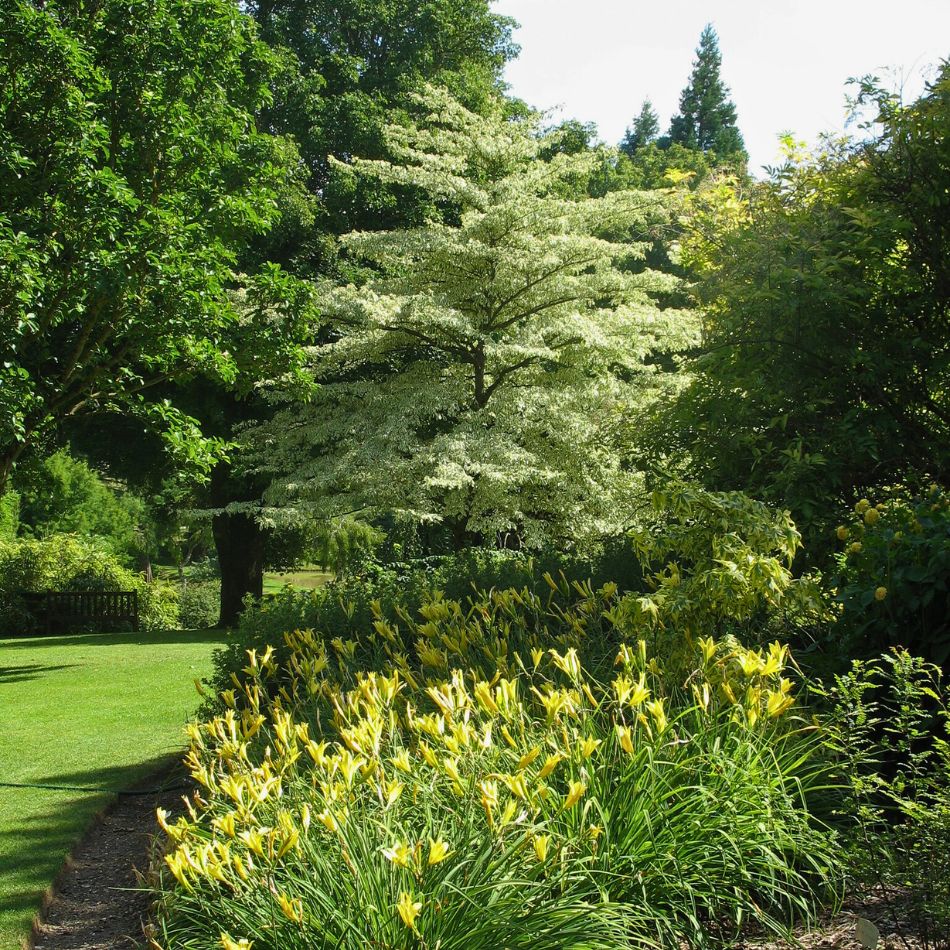 Cornus controversa ‘Variegata’