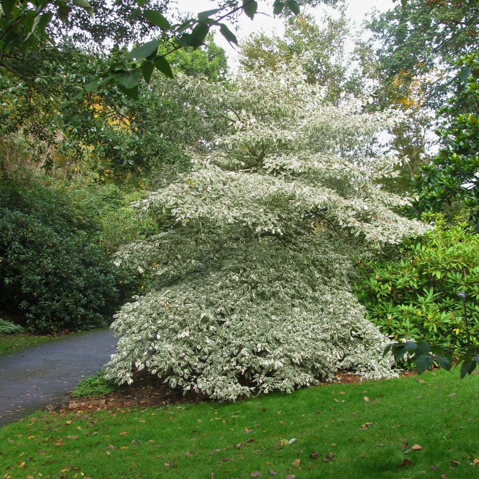 Cornus controversa ‘Variegata’
