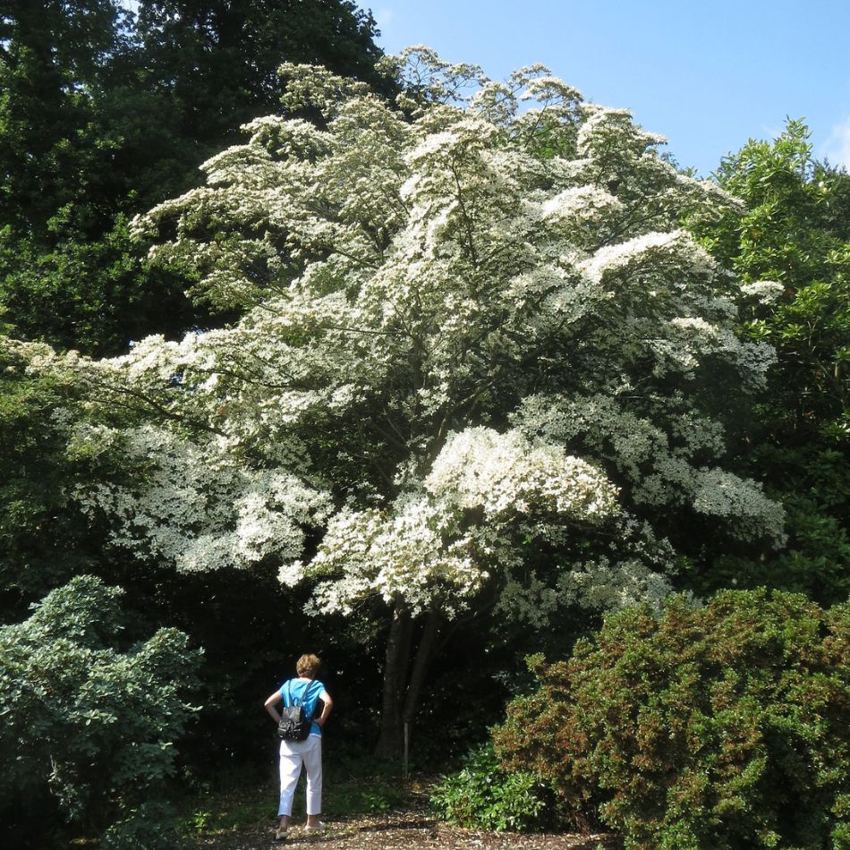 Cornus kousa ‘China Girl’