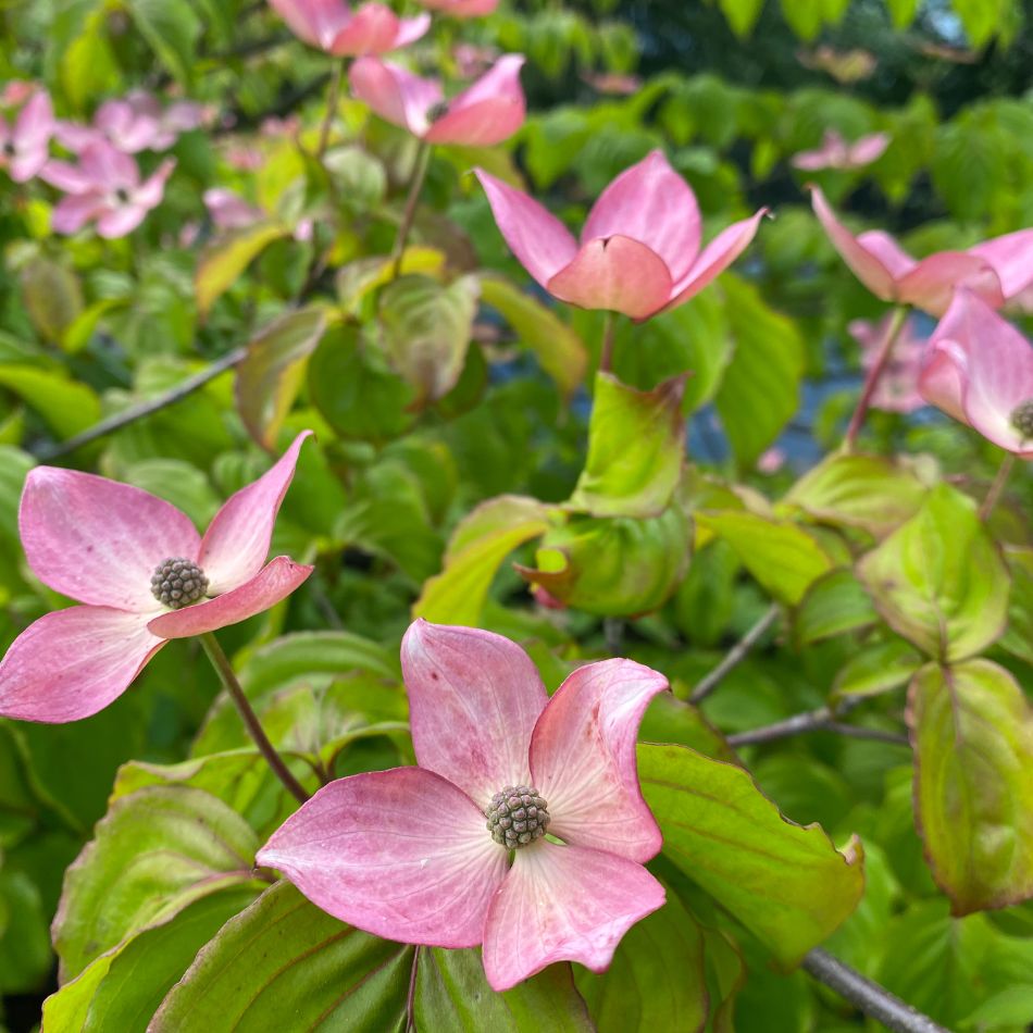 Cornus kousa ‘Miss Satomi’