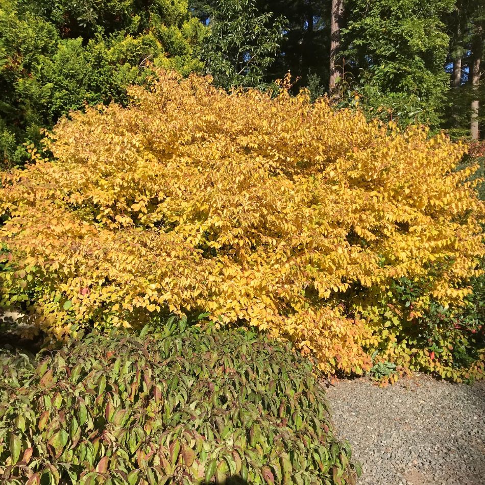 Cornus sanguinea ‘Midwinter Fire’