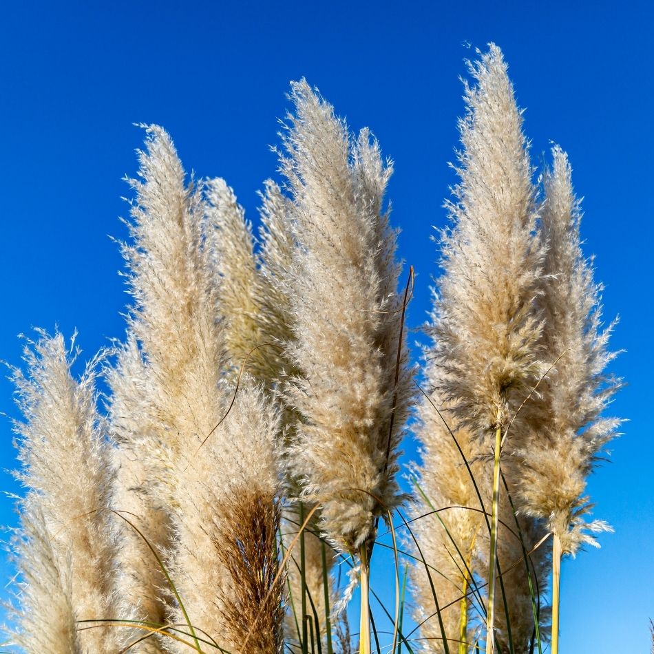 Cortaderia selloana ‘Pumila’