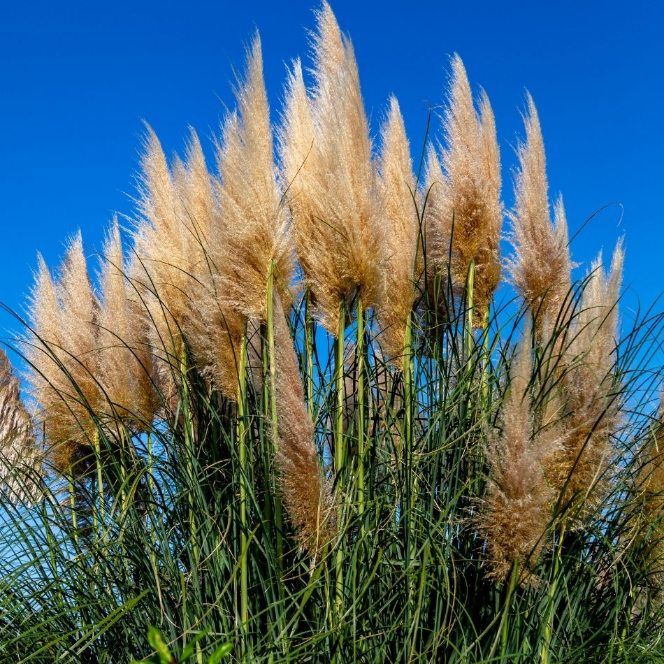 Cortaderia selloana ‘Pumila’