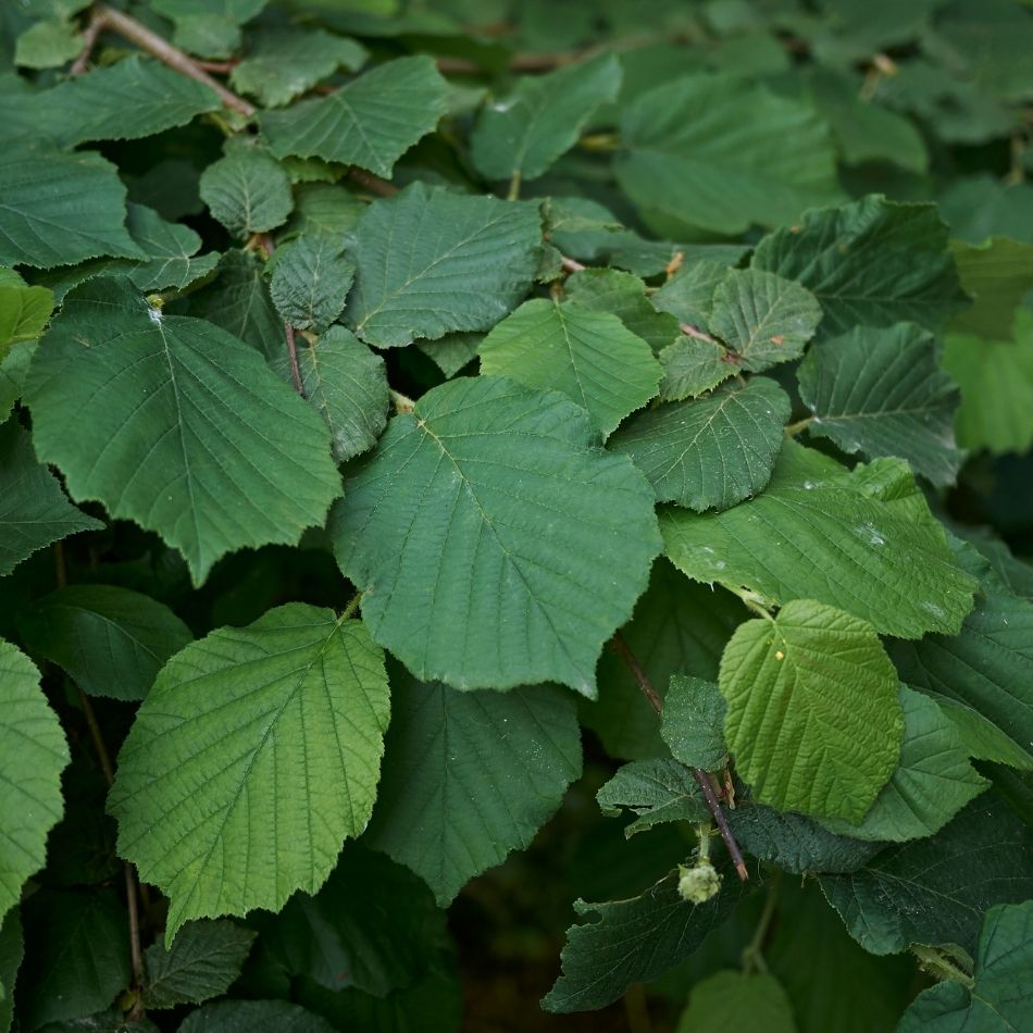 Corylus avellana ‘Webb’s Prize Cob’