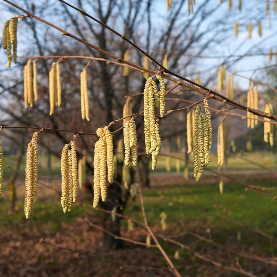 Corylus avellana