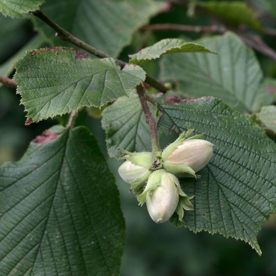 Corylus avellana