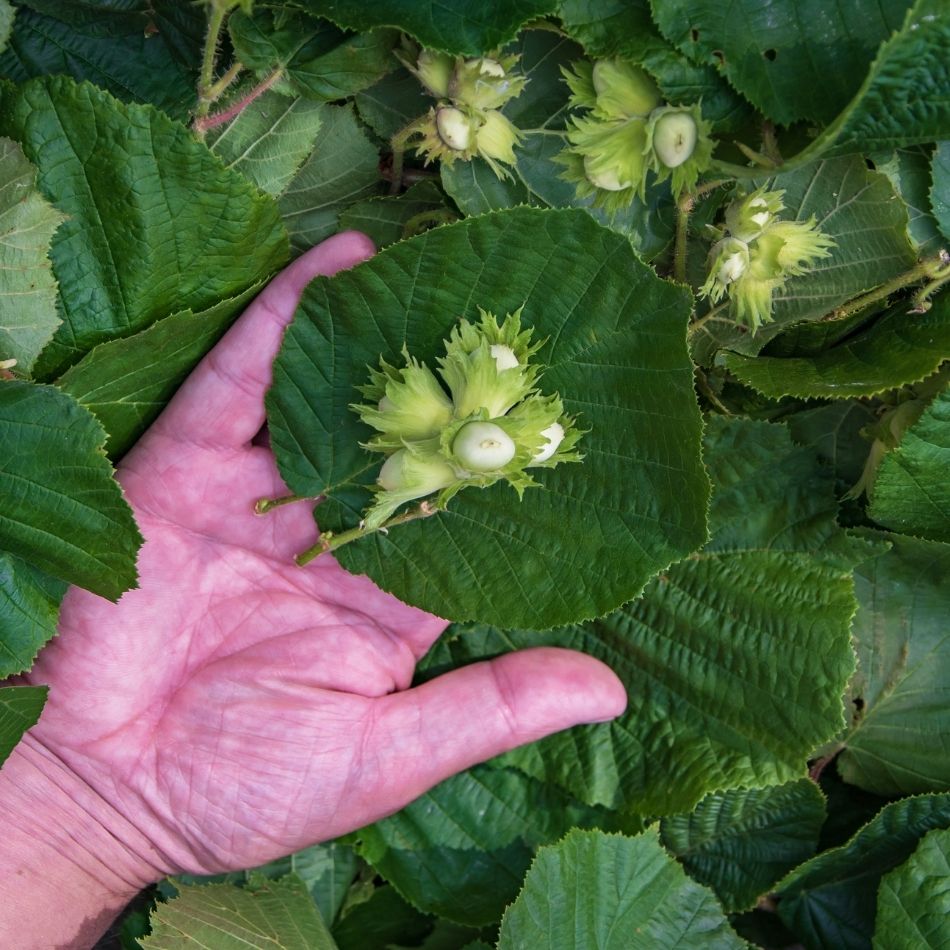 Corylus avellana ‘Webb’s Prize Cob’