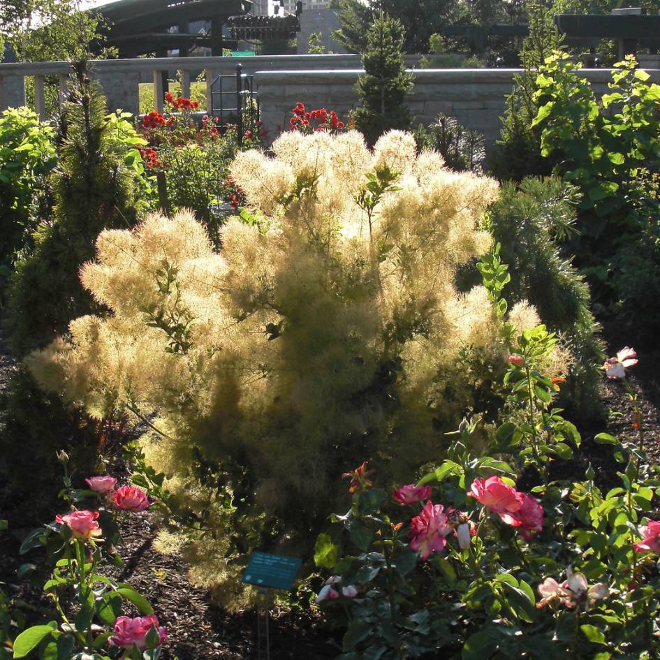 Cotinus coggygria ‘Young Lady’
