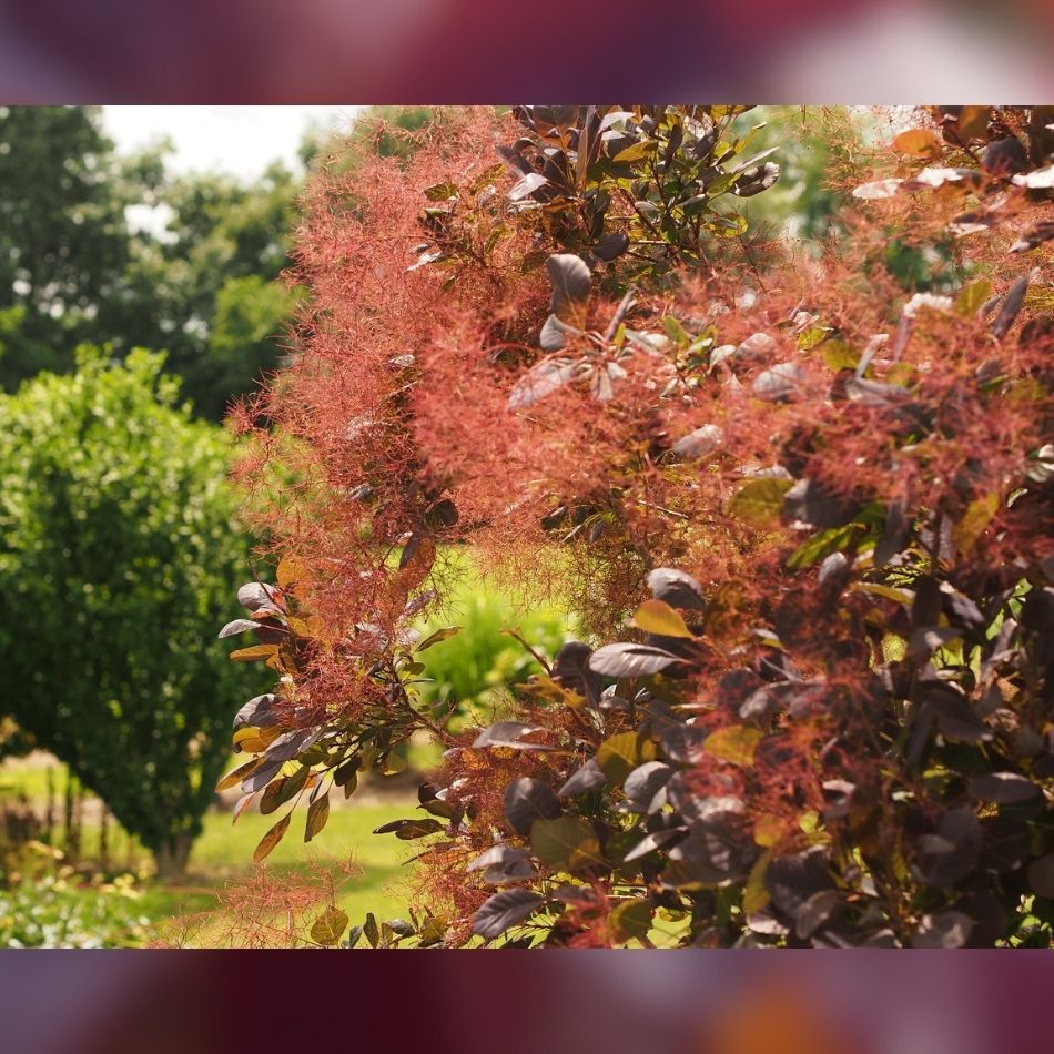 Cotinus coggygria ‘Royal Purple’