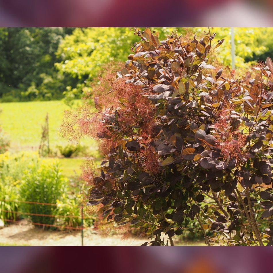 Cotinus coggygria ‘Royal Purple’