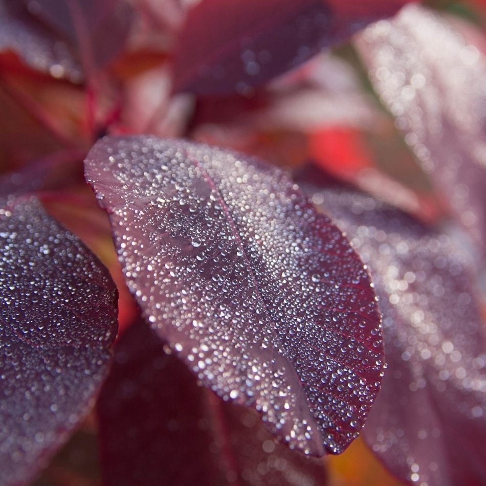 Cotinus coggygria ‘Royal Purple’