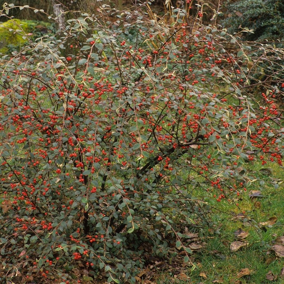 Cotoneaster franchetii