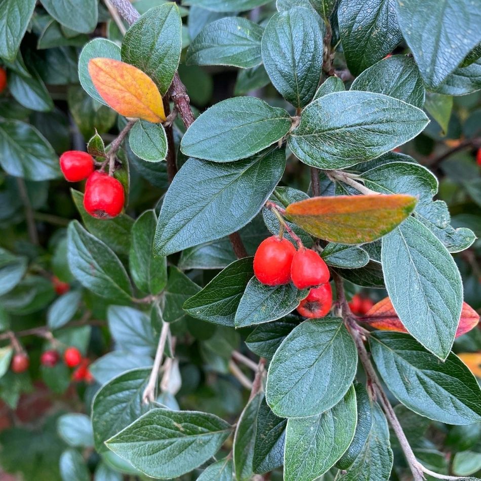Cotoneaster franchetii