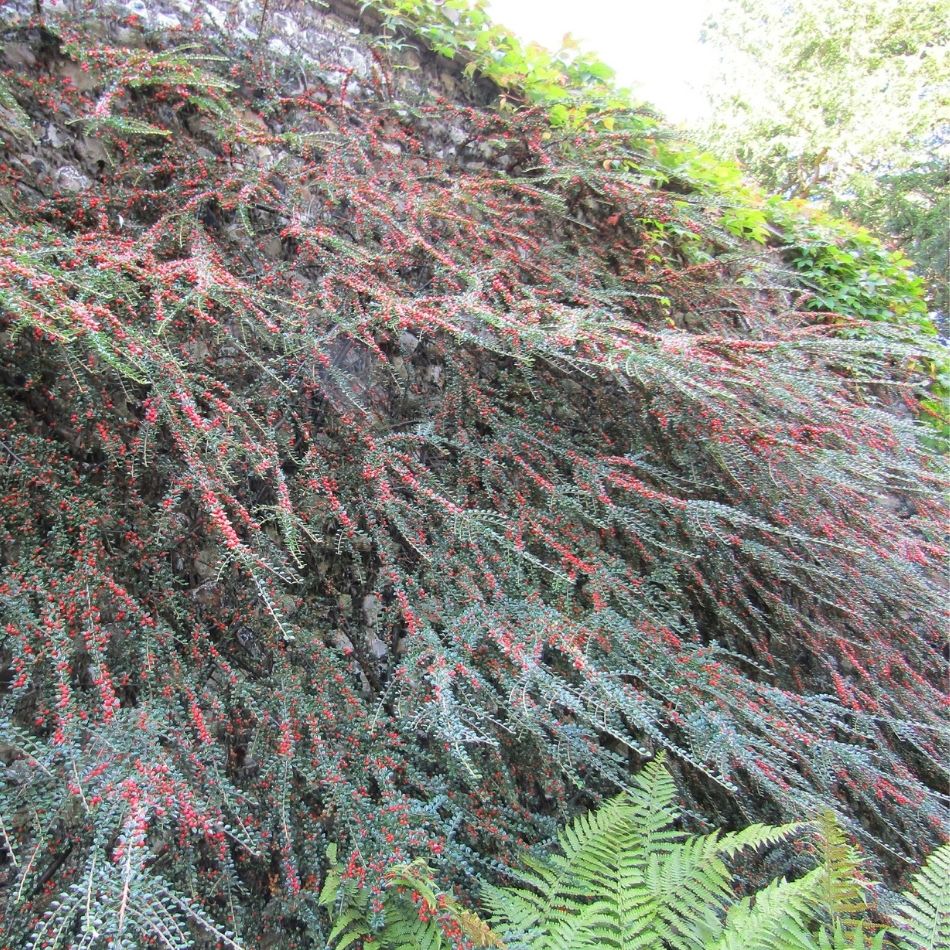 Cotoneaster horizontalis