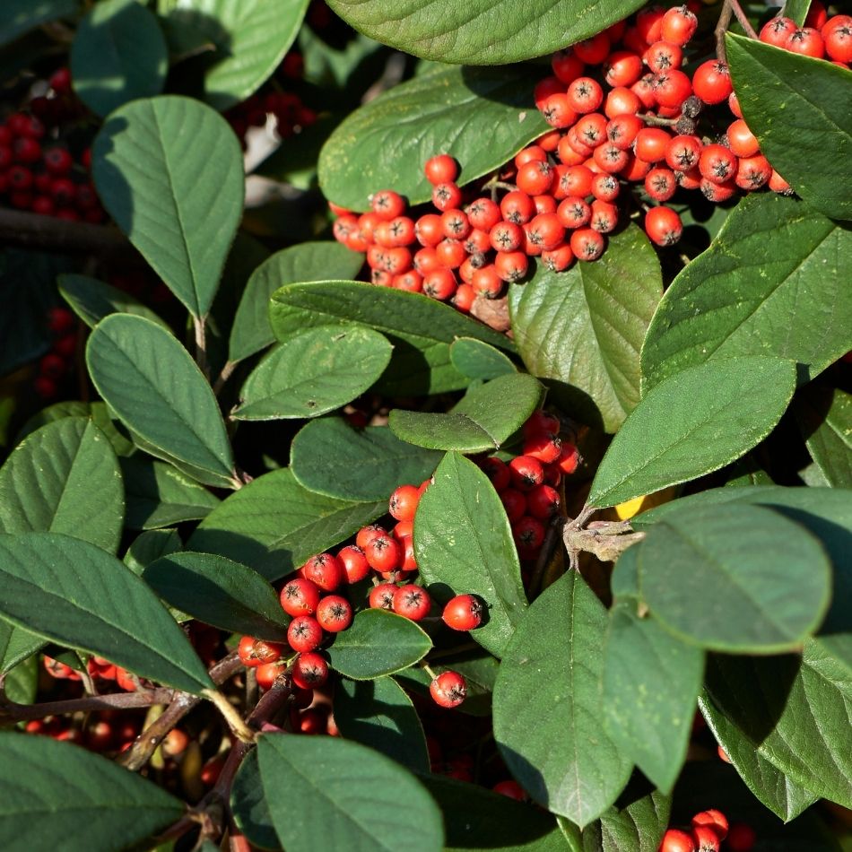 Cotoneaster lacteus