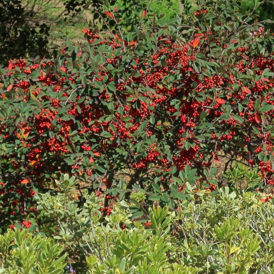 Cotoneaster lacteus