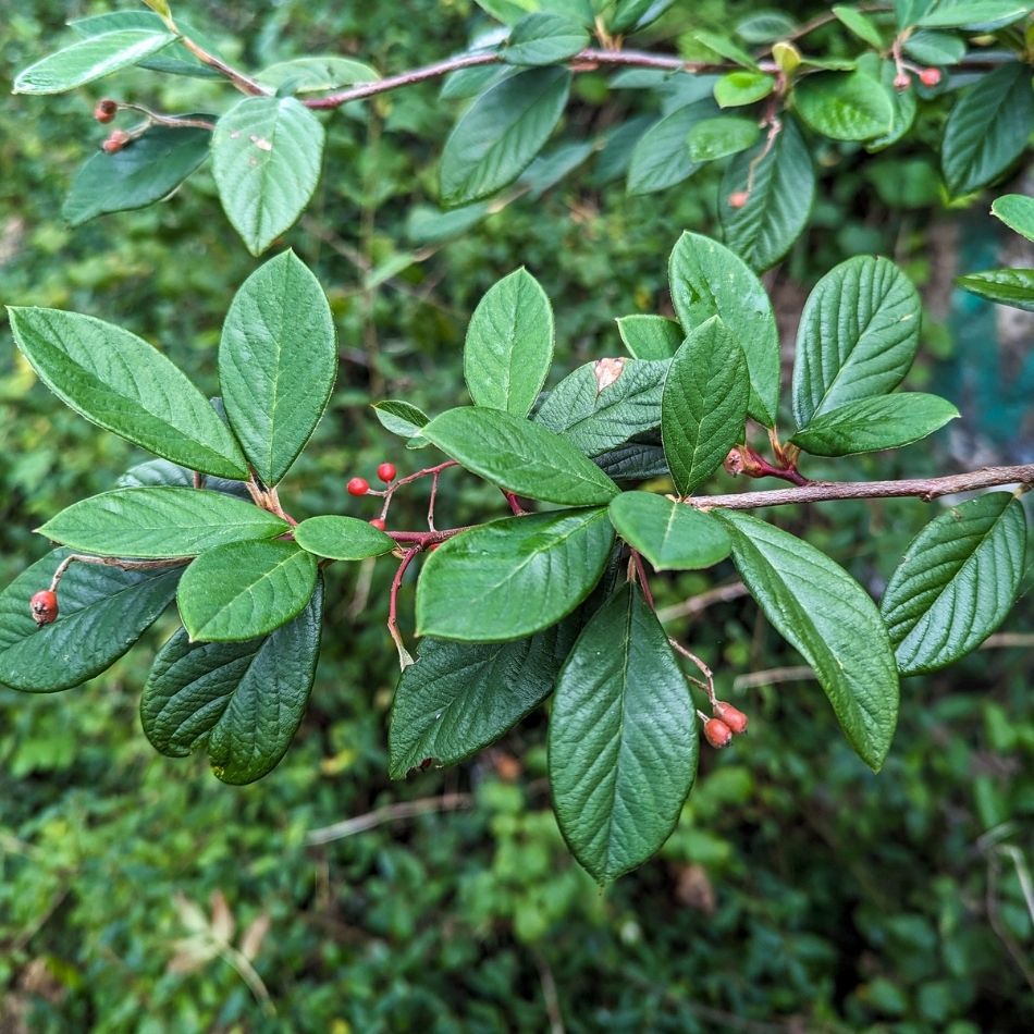 Cotoneaster lacteus