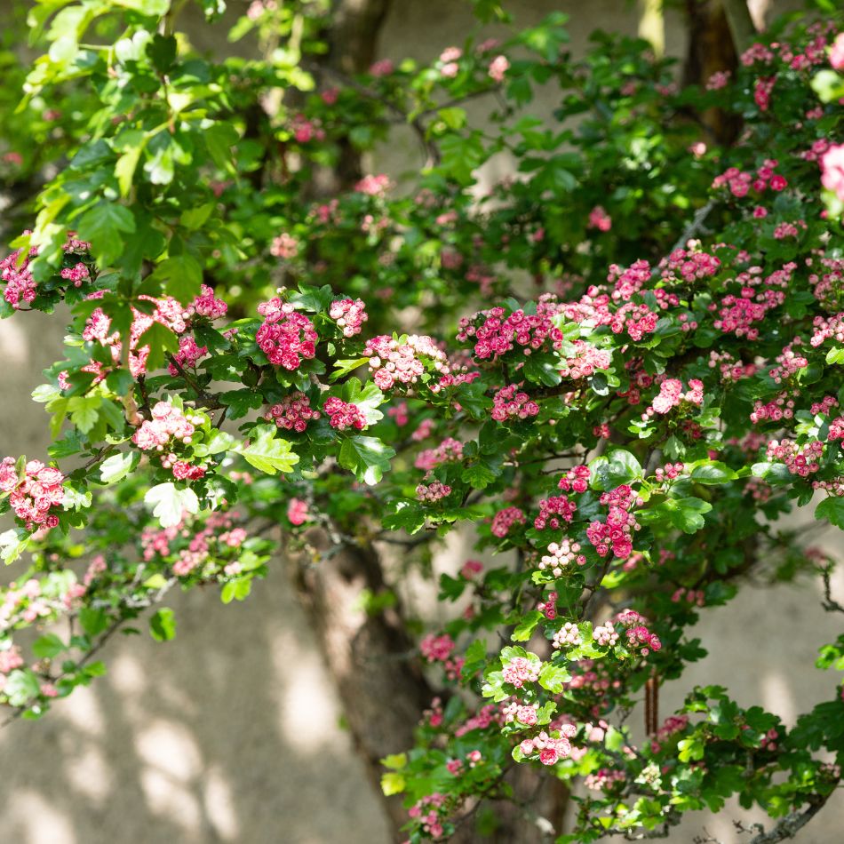Crataegus × media ‘Paul’s Scarlet’