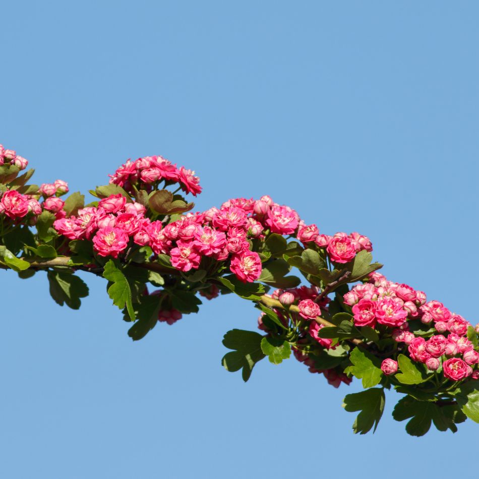 Crataegus × media ‘Paul’s Scarlet’