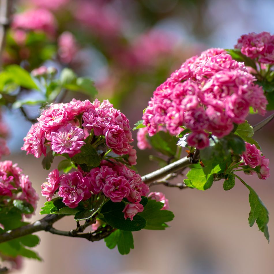 Crataegus × media ‘Paul’s Scarlet’