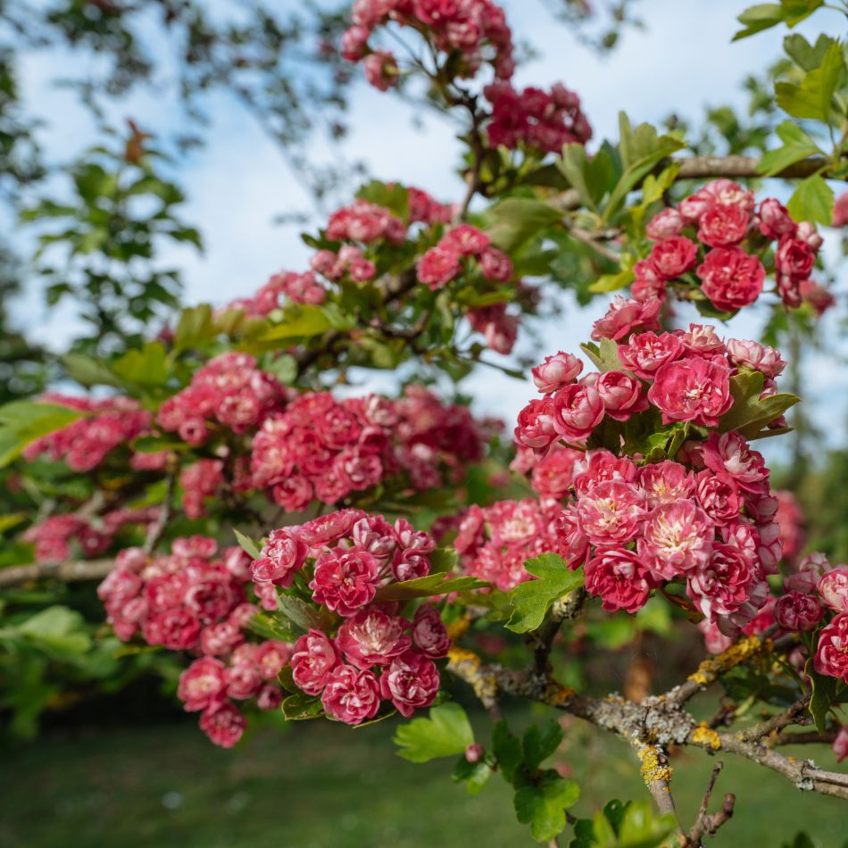 Crataegus × media ‘Paul’s Scarlet’