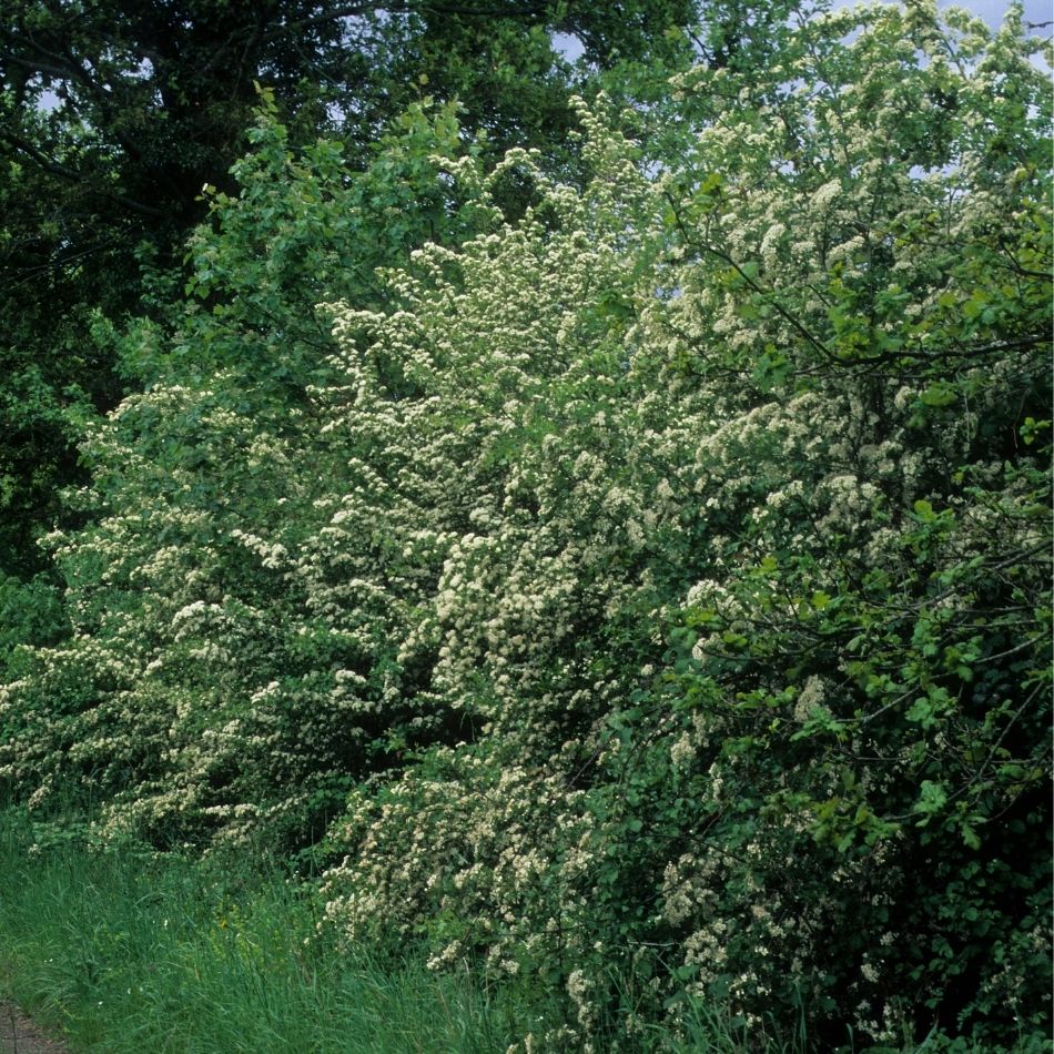 Crataegus monogyna